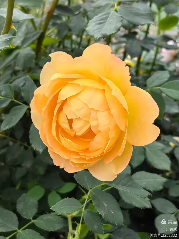 醉美奥斯汀月季园